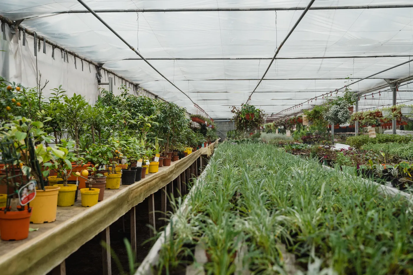 Macetas, plantas y pasillos de un vivero bajo cubierta